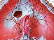 Anatomia diaframma