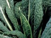 Cavolo Nero Palmizio Toscana