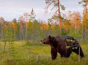 orsi della taiga finlandese: progetto fotografico