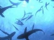 luce s'intravede; attenzione alle immersioni acque sconosciute.