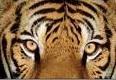 Tigre Sumatra: verso l'estinzione