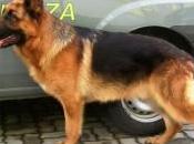 Villacidro Fermata rete spacciatori arresti