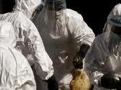 H5n1 bufala??? ecco secondo morto