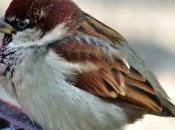 Poesie RomanticaVany Iannozzi Giuseppe King Lear