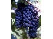 Lambrusco Sorbara