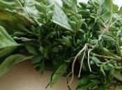 L’olio essenziale basilico l’inverno