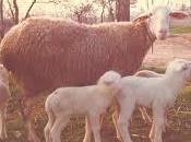 L’agnello Laticauda (Benevento)