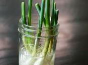 germogliare porri casa