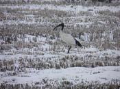 L’Ibis sarà detto…