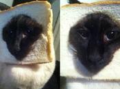 l’avete gatto sandwich? FOTO