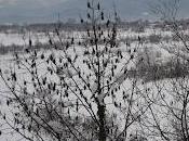 Prima nevicata 2012 Cuneo