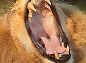 Leoni..Pro Vercelli-Benevento