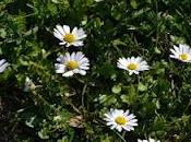 prati, neve parapendio, febbraio