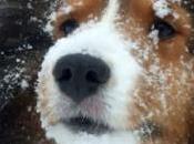 Cani rischio congelamento: mancano coperte