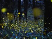 pensiero fotografico: l’incanto delle lucciole, Tsuneaki Hiramatsu
