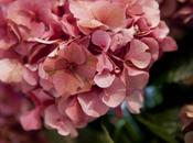 successo corso, solo