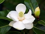 magnolia tutta nuova chiama little