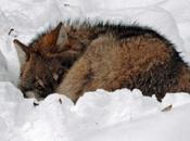 Lupi azzannano uomo Valmarecchia