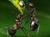 Entomologi sfatano l’altruismo negli animali: «solo l’uomo davvero capace»