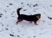 Cani lupi, ieri hanno aggredito uomo riminese