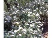 Convolvulus Convolvolo dell’invadenza