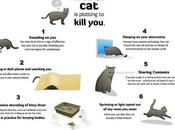 Come capire gatto pianificando ucciderti