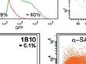 Nuove cellule staminali cardiache