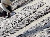 Petizione evitare shark finning Europa
