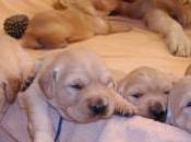 Urgentissimo: salva questi cuccioli?