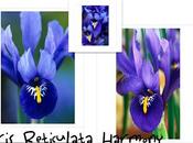 Iris Reticulate Unguicularis, Parte Prima