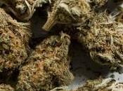 Colpo traffico droga Sequestrati 1500 chili marijuana