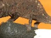 micro-camaleonti Madagascar
