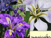 Iris Reticulata Unguicularis, Seconda Parte