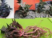 Video guida Rinvaso piante succulente cactacee