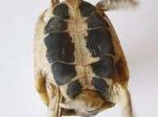 Tartarughe capovolte