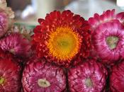 Fiori essicare