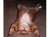 Investì gatto: reato