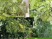 Rapacaula Salento leccese (Brassica rapa subsp. sylvestris var. esculenta) Bari diventa “Cime Rape” Napoli chiamano “Friariell