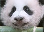 Panda motivatore della settimana: panda viso tenero cervello sveglio.