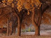 Cammino lungo sentiero