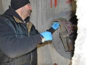 Rapinano 90enne collezione campanacci