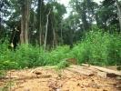 Deforestazione preistorica