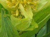 Genziana (Gentiana lutea