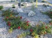 Danneggia aiuole comunali Arrestato giovane disoccupato