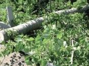 Maltempo, Terrasini divelta barra passaggio livello. Chiuso tratto