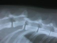 frattura della colonna vertebrale gatto