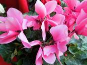 febbraio tanti auguri, gianna