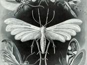 scienza arte: Ernst Haeckel