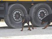 Toscana camionista sbranato ucciso cani