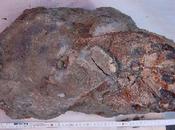 Novafeltria: fossile predatore Mesozoico